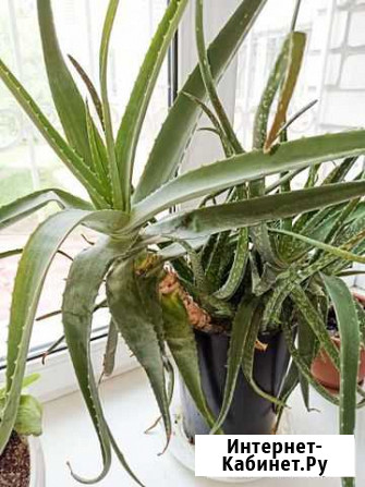 Алое вера детки Воронеж - изображение 1