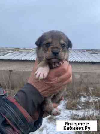 Щенок мальчик в добрые руки Алнаши