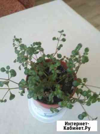 Цветок мелкий Чебоксары