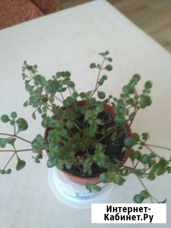 Цветок мелкий Чебоксары - изображение 1