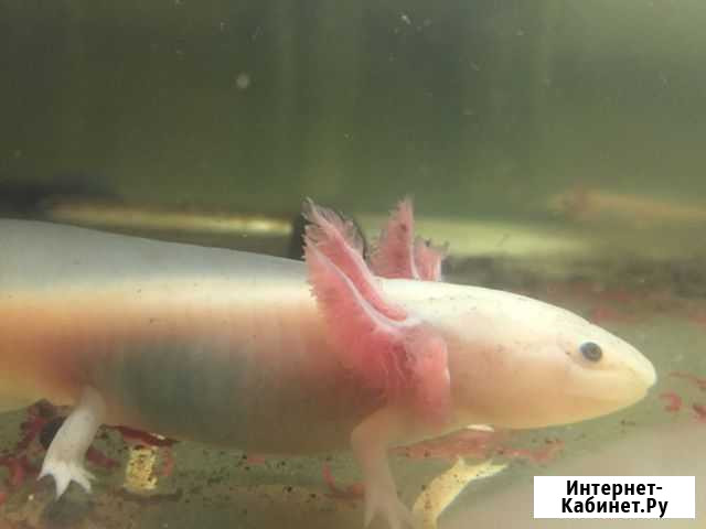 Аксолотль Екатеринбург - изображение 1