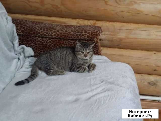 Котёнок девочка Альметьевск - изображение 1
