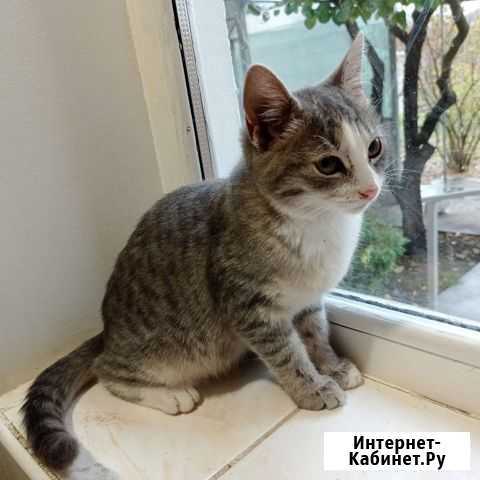 Котенок Усть-Лабинск - изображение 1