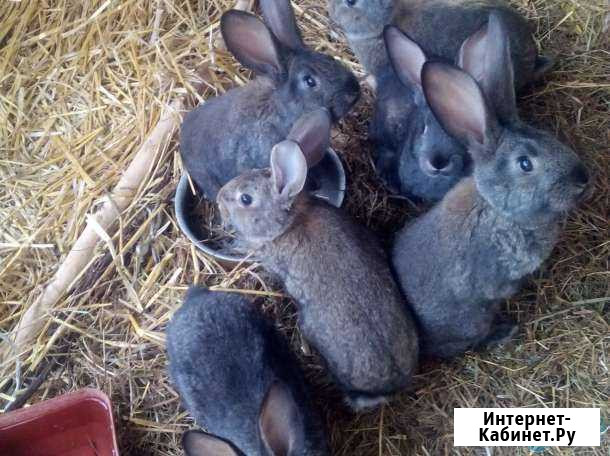 Продам кролик, кролики. Кроликов мясной породы Орск - изображение 1