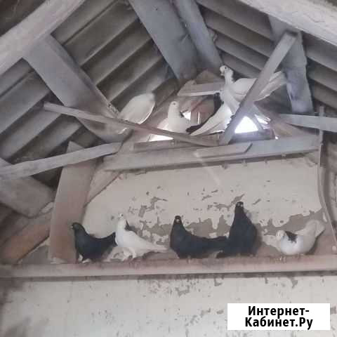 Голуби гривуны Острогожск - изображение 1