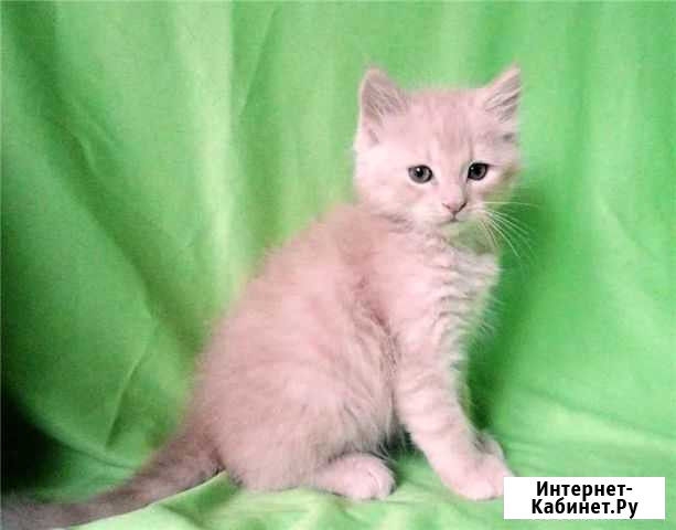 Кошки бесплатно Новоалтайск - изображение 1