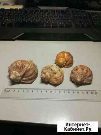 Раковина ракушка морская рапан цена за все Саратов