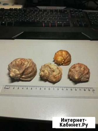 Раковина ракушка морская рапан цена за все Саратов - изображение 1