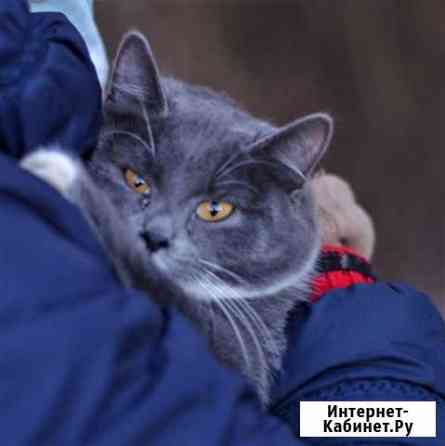 Породистые русская голубая Саранск