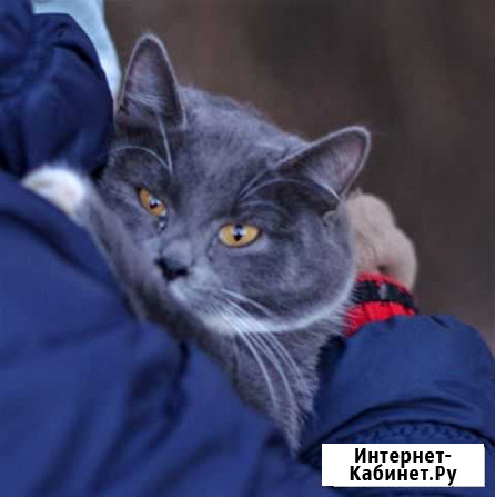 Породистые русская голубая Саранск - изображение 1