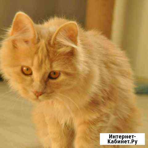 Курильский бобтейл котенок Москва