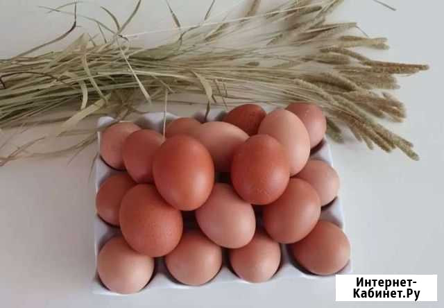 Яйцо куриное Белогорск - изображение 1