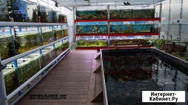 Питомник по разведению аквариумных и прудовых рыб Новочеркасск - изображение 1