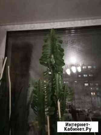 Кактус Киров