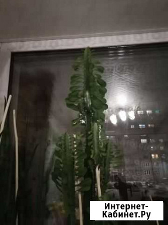 Кактус Киров - изображение 1