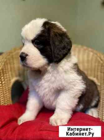 Щенки сенбернара Нижний Новгород
