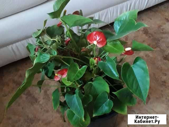 Антуриум Сызрань - изображение 1