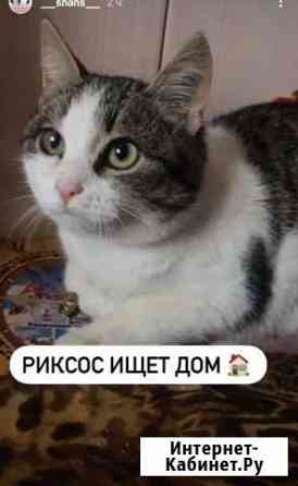 Кот Новочеркасск