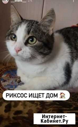 Кот Новочеркасск - изображение 1