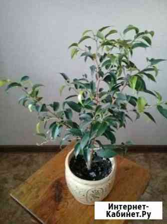 Фикус мелколистный Пенза