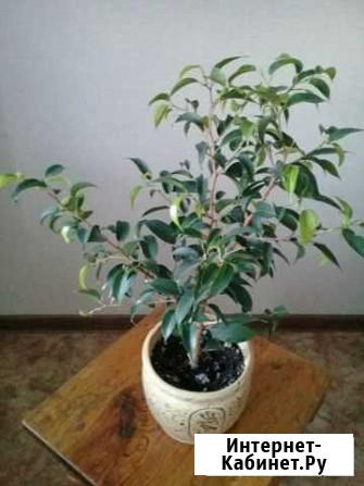Фикус мелколистный Пенза - изображение 1