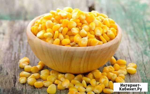 Кукуруза зерно Брюховецкая - изображение 1