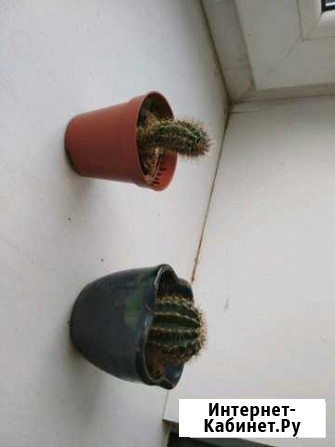 Кактус Екатеринбург - изображение 1