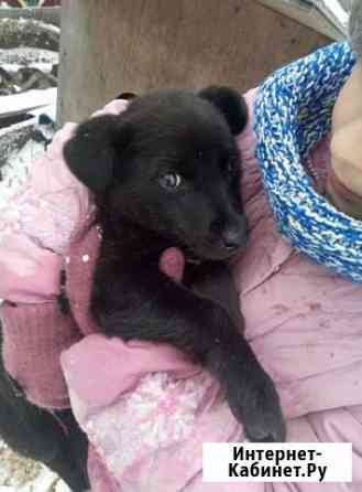 Щенок Курск