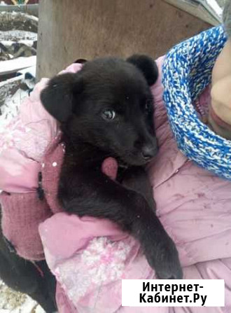 Щенок Курск - изображение 1