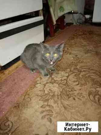 Котята в добрые руки мальчики Воронеж