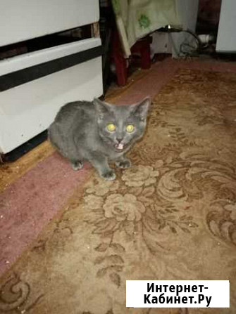 Котята в добрые руки мальчики Воронеж - изображение 1