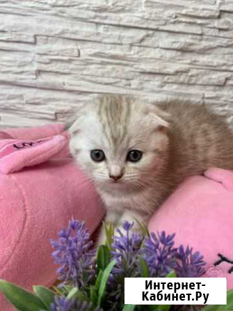 Шотландские вислоухие котята Подольск - изображение 1