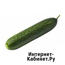 Яблоко Посьет - изображение 1