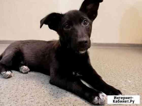 Щенок в добрые руки Казань