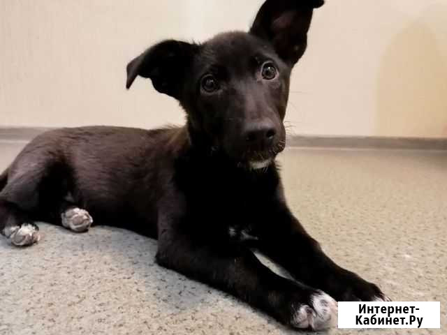 Щенок в добрые руки Казань - изображение 1