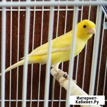 Кенара овсяночного напева от заводчика Заречный - изображение 1