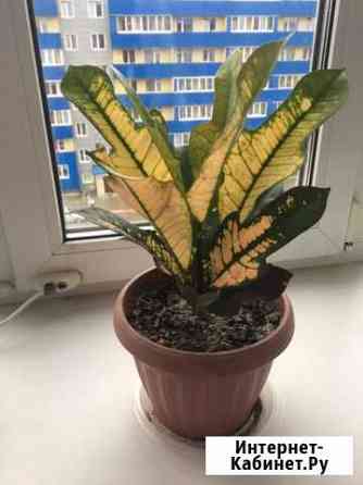 Продам растение Кратон (саженец) Бийск
