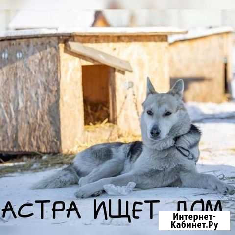 Собаки бесплатно в добрые руки Нижнекамск - изображение 1