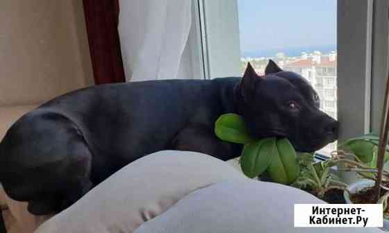 Арник,ищет девочку Парню 5 лет. Добрый и ласковы Севастополь