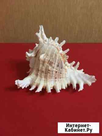 Раковина морская Воронеж