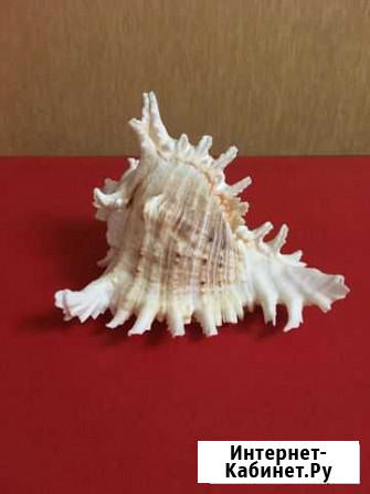 Раковина морская Воронеж - изображение 1