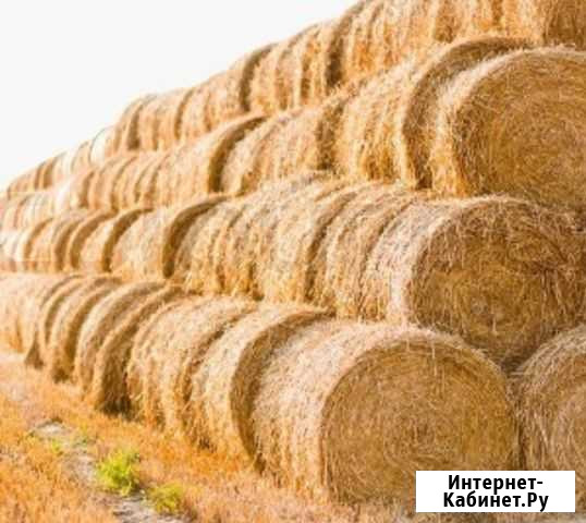 Продаю солому ячменная и пшеничная Красный Яр - изображение 1