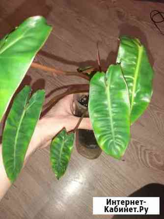 Филодендроны Биллитау Оранж и другие Ростов-на-Дону