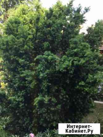 Тис ягодный 18 лет Калининград