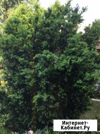 Тис ягодный 18 лет Калининград - изображение 1