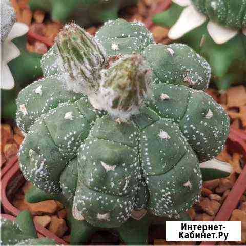 Astrophytum asterias Kikko Fukuryu Воронеж