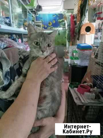 Кошка Обнинск - изображение 1
