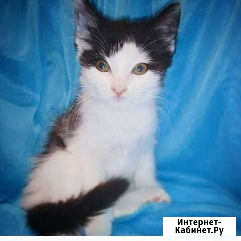 Котята сибирской кошки Владикавказ - изображение 1