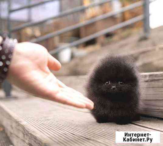 Эсклюзив малыш микро до 1.2 кг шпиц мишка Москва