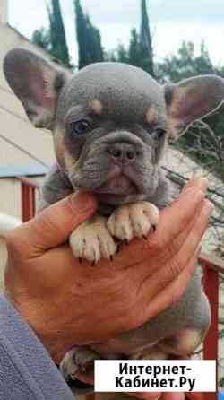 Девчули красотули Москва